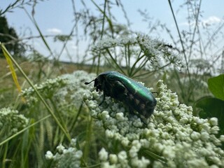 bug on a green leaf