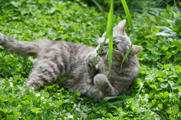 Cute gray cat plays with grass in green clover close-up