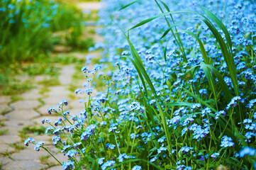Blue forget me not flowers, spring flowering season. Floral background