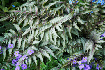 Decorative fern in the garden and purple and blue small flowers, landscape design.