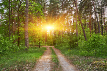 Obraz premium Sunlight Filtering Through Dense Forest Interior