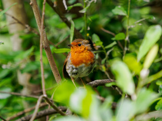 robin on a branch