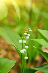Delicate Lily of the Valley Flowers