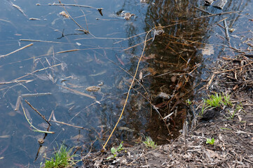 many frogs swim in the water, in which the blue sky is reflected.