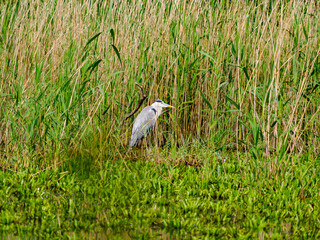 grey heron