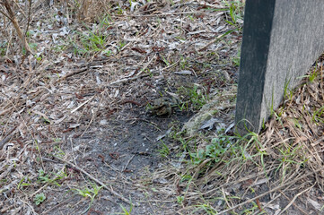 Two toads mating on the ground among dry willow leaves and fresh spring grass. Both toads are facing the camera.
