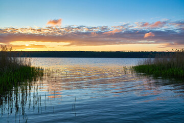 Obraz premium Sunrise over lake with reeds and forest on the horizon.