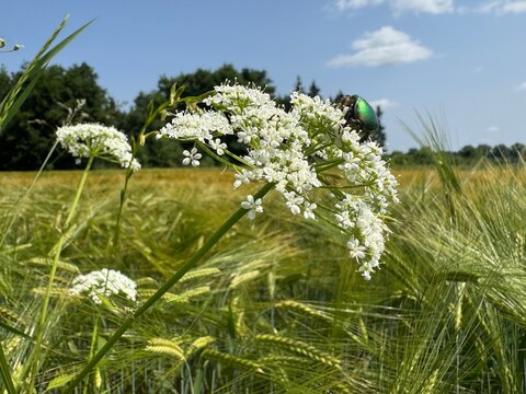 grass and flowers