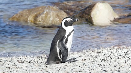 Fototapeta premium African penguin on a rocky beach by the ocean.