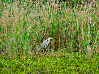 grey heron