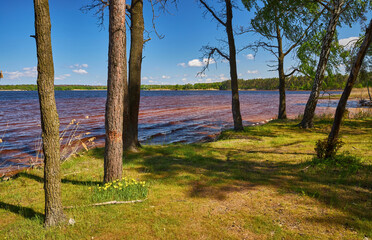 Forest lake view with pine trees and clear blue sky
