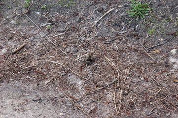 a toad crawls on the ground