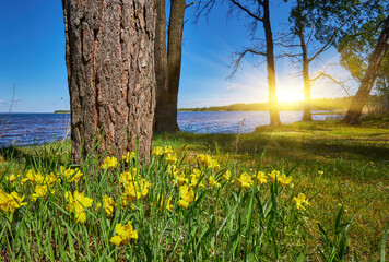 Yellow flowers and tree trunks by the lakeshore on a sunny spring day