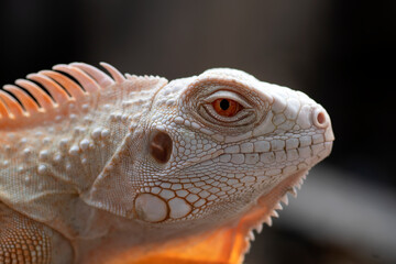 portrait of albino iguana on a tree branch