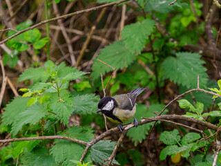great tit on a branch