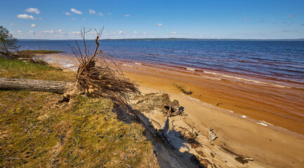 Sunny lake shore with waves and fallen tree