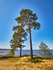 Forest lake view with pine trees and clear blue sky