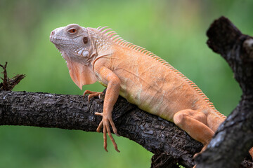 portrait of albino iguana on a tree branch