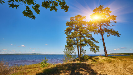 Forest lake view with pine trees and clear blue sky