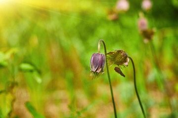 Purple Pasque Flower with Silky Hairs