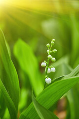 Delicate Lily of the Valley Flowers
