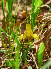 Bright Yellow Iris Flower in Bloom