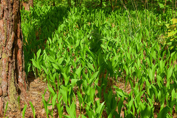 Young Green Allium Shoots Sprouting