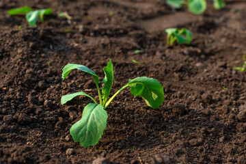 planting cabbage in the garden. Selective focus.