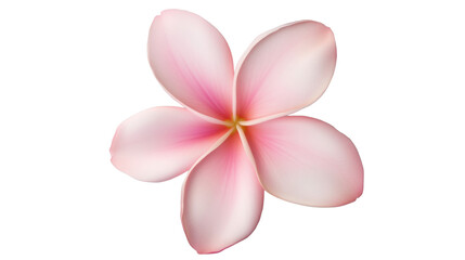 Beautiful tropical plumeria flower with soft petals and vibrant colors isolated on white background