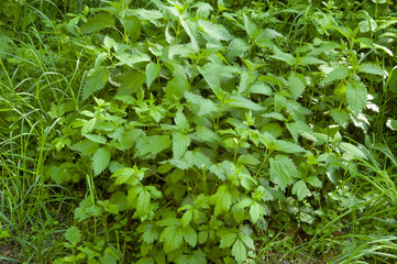 Lush, dense nettle bushes bathed in bright summer sunlight.