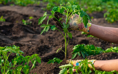 planting tomatoes in the garden. Selective focus.