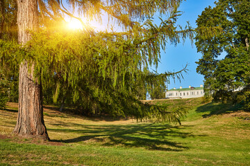 Larch Tree Framing Distant Manor House