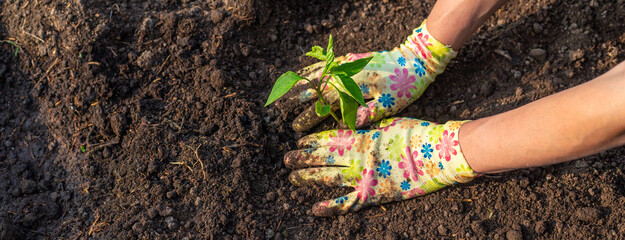 planting peppers in the garden. Selective focus.