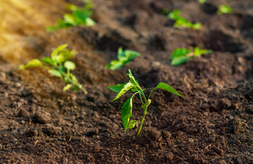 planting peppers in the garden. Selective focus.