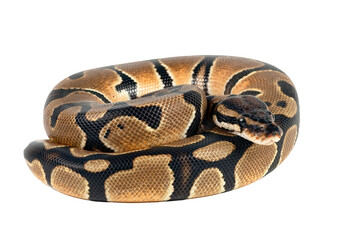 Obraz premium Ball phyton on white background