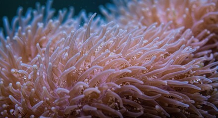 Close up of sea anemone underwater macro photography
