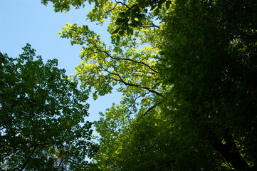 Tree branches with green leaves against bright blue summer sky.