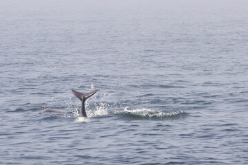 Tail of a Dusky dolphin, playing  and diving in the coastal waters of South Africa.
