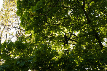 Bright summer day. Dense maple leaves on branches fill the frame, glowing in sunlight. Sky barely visible behind vibrant green foliage, photographed from below looking up.