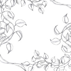 Square frame with curved leaves. Isolated pencil illustration in realistic style for postcards, posters, printing on fabric and clothes, flower shop design.