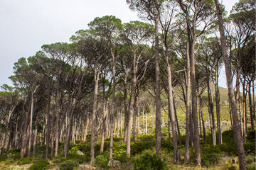 A Groove of Mediterranean stone pines, with their iconic umbrella canopies, growing on the slopes...