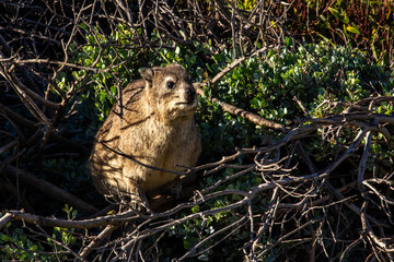 A Rock Hyrax among the branches of the fynbos shrubs growing along the coast at Boulders Beach in South Africa.