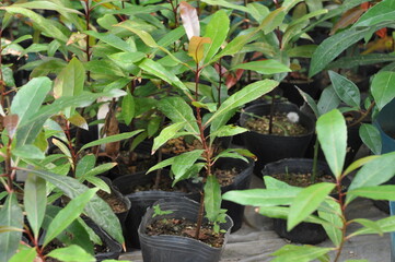 Pittosporum tobira tree and flowers in Korea