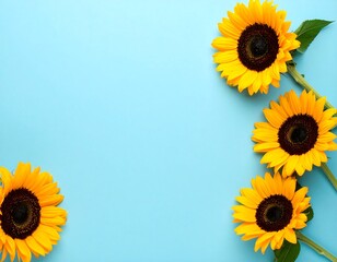 Sunflowers on a light blue background (1)