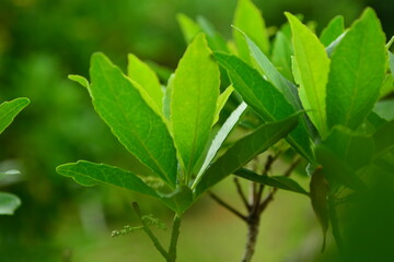 Pittosporum tobira tree and flowers in Korea