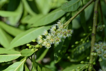 Pittosporum tobira tree and flowers in Korea