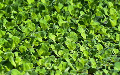 Leaves in Water