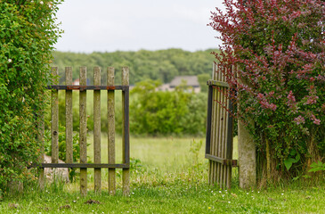 Fototapeta premium In a beautiful garden, between two Bodaux-red hedges, a wooden gate stands open in the green grass