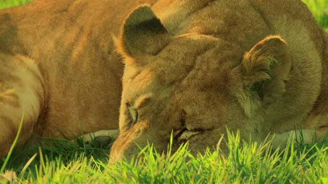 Extreme close-up of a lioness lying in grass with one eye opening occasionally to scan for danger. Captured in a zoo enclosure with full property release for commercial use
