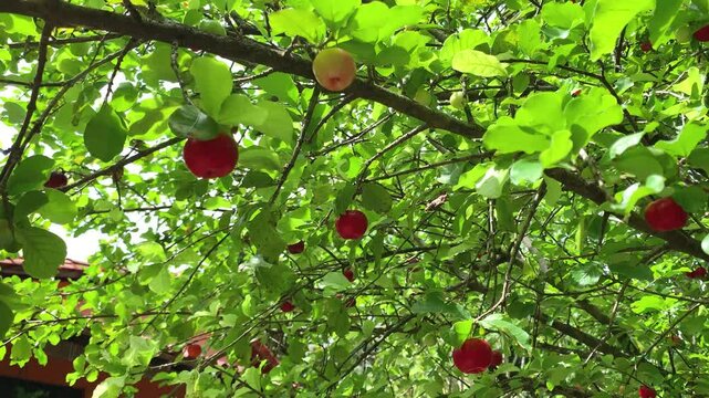 picking acerola from the tree at home
